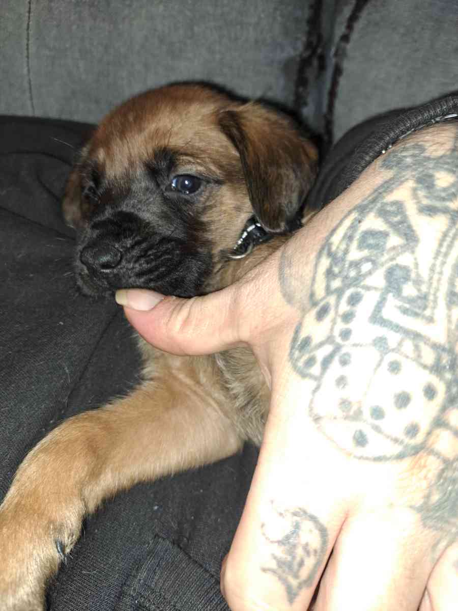 Old English Mastiff Puppies