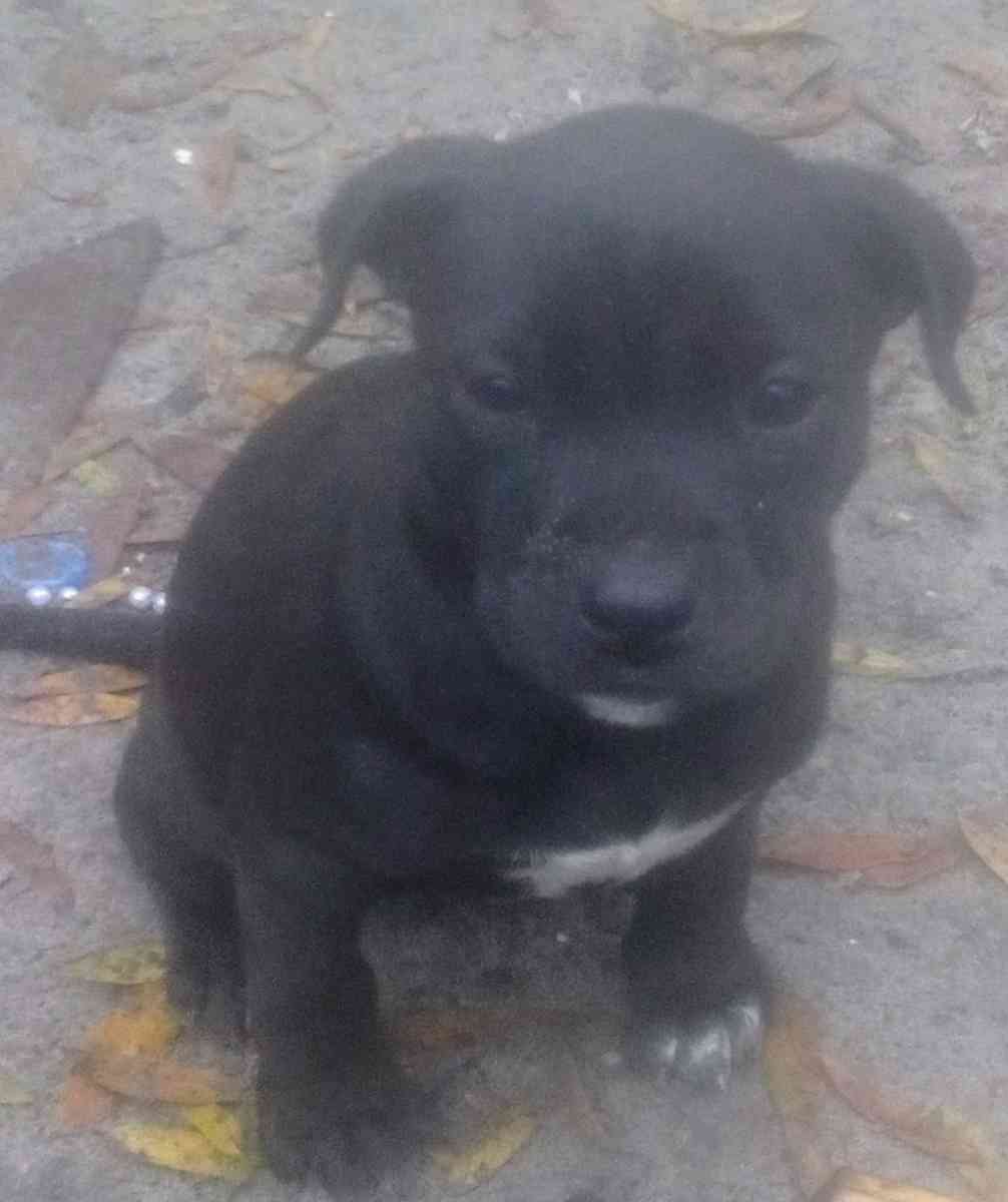 puppies yellow Jon sandman