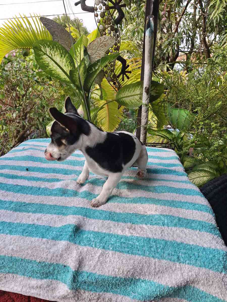 Chiguagua hembra cariosa