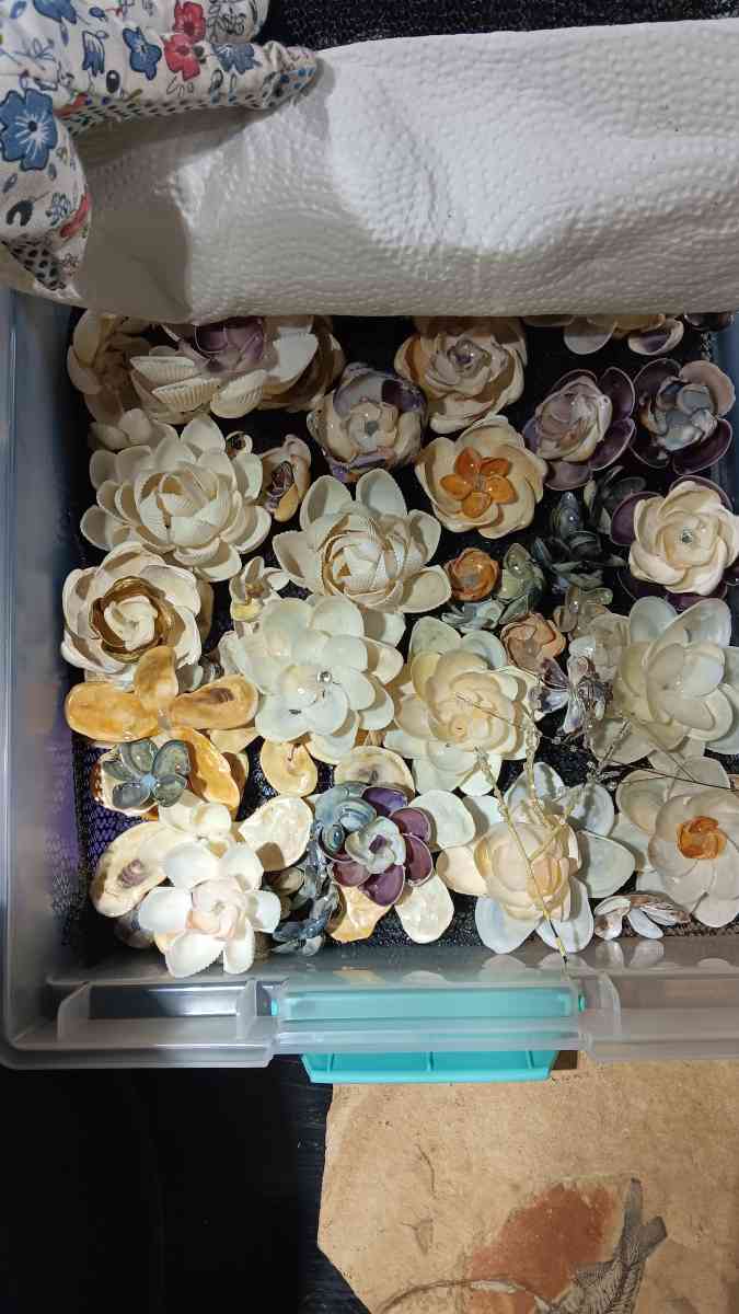 Seashells for crafts or jewelry