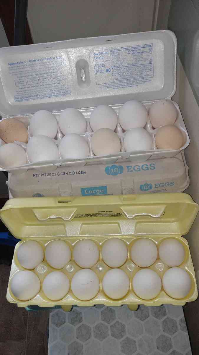 Fresh eggs