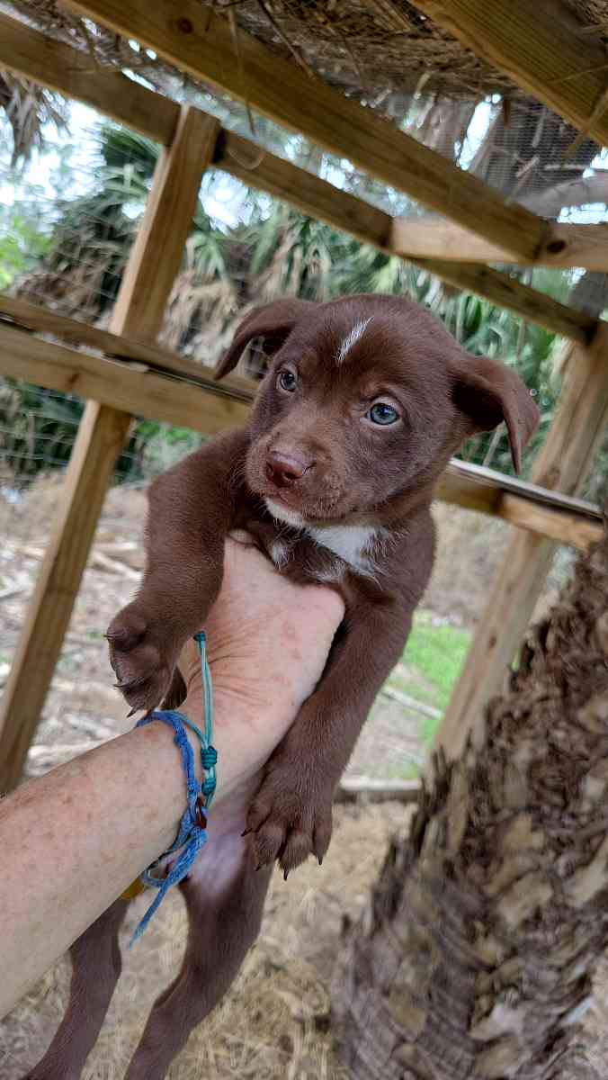Puppies German Shepherd Mix
