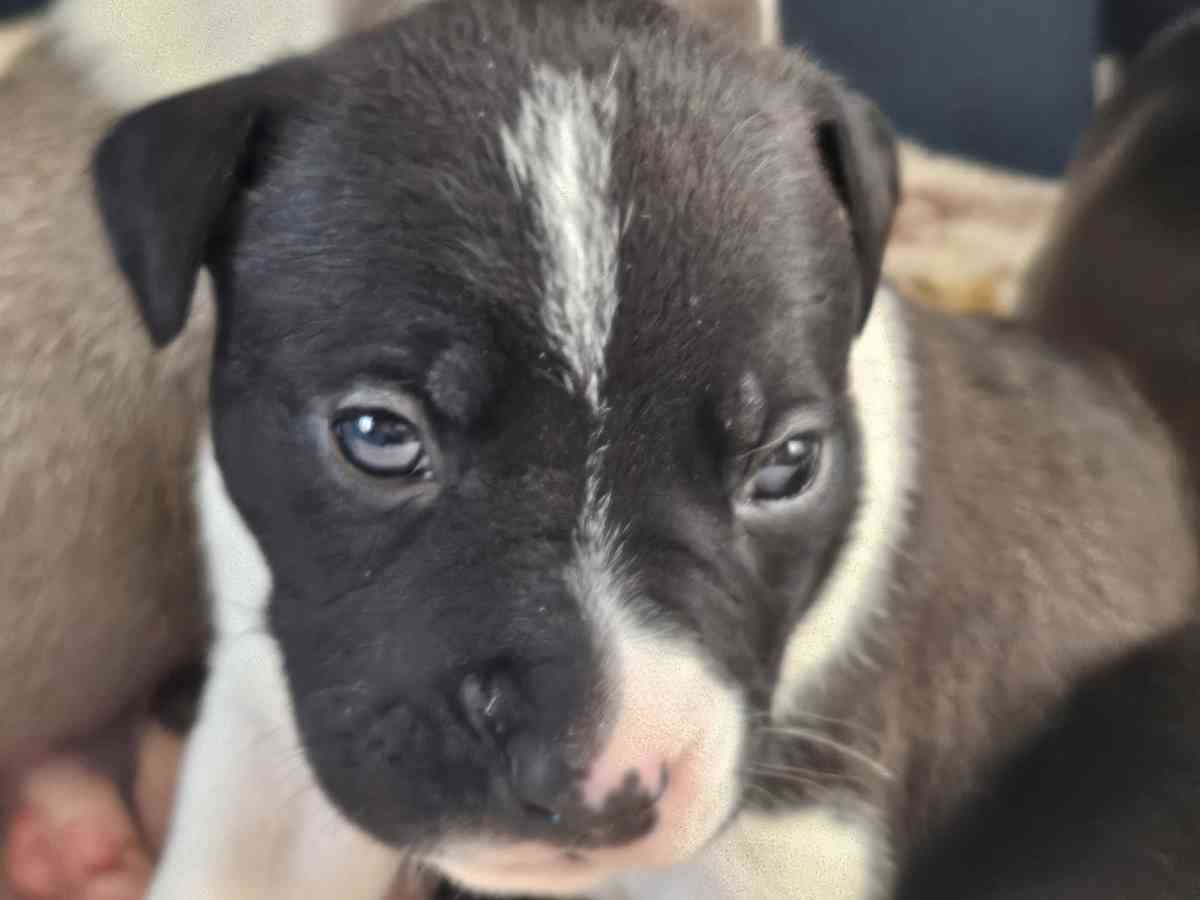 pitbull puppies full blood parents on site