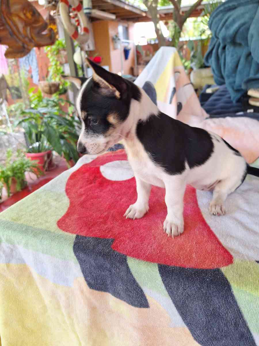 cachorros Yorkis Mix Chiguagua