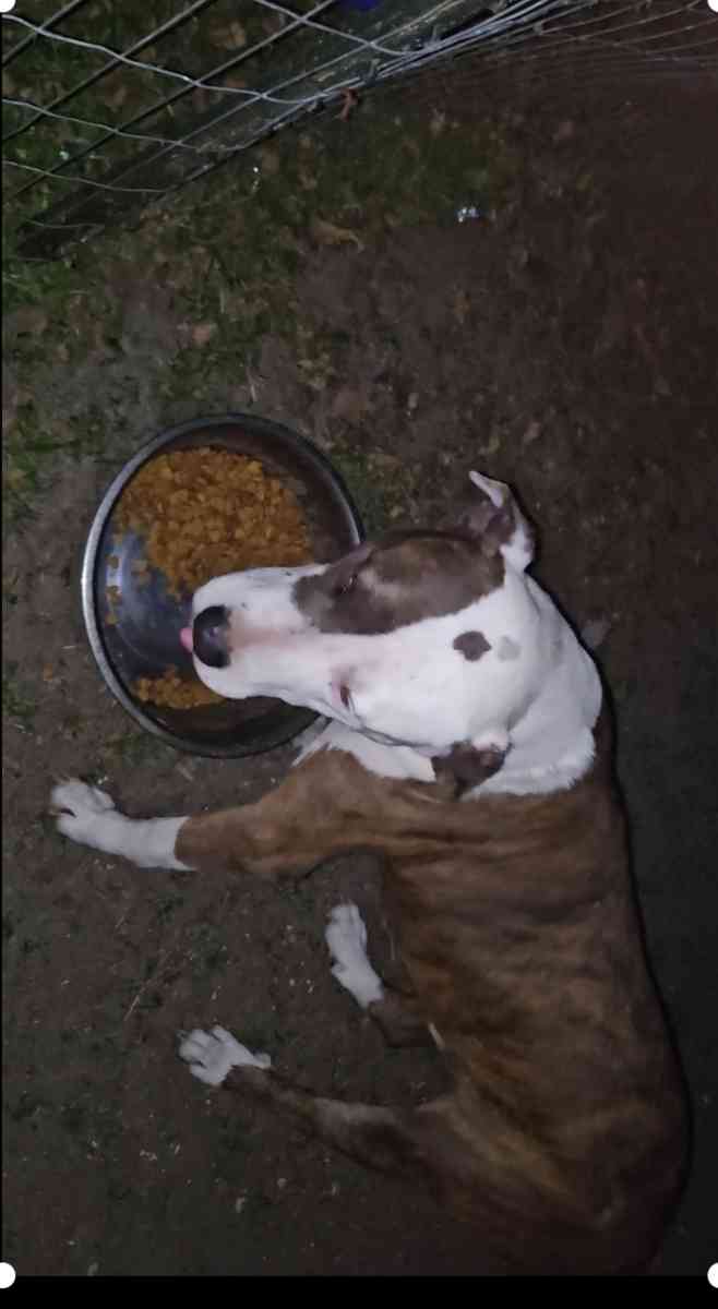 pitbull puppies full blood parents on site