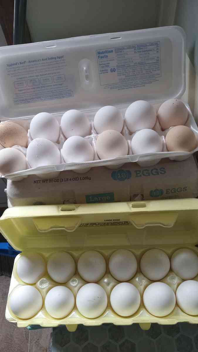 Fresh eggs