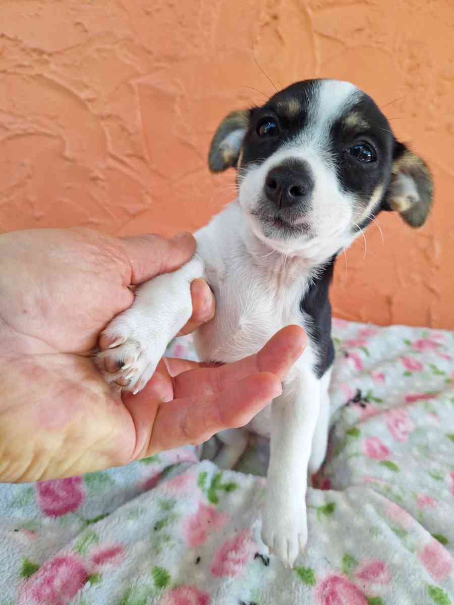 cachorros Yorkis Mix Chiguagua