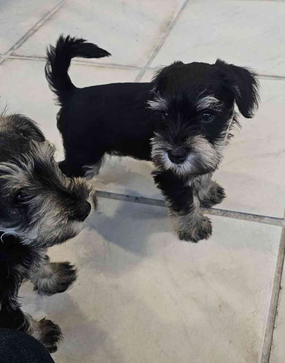 mini schnauzers