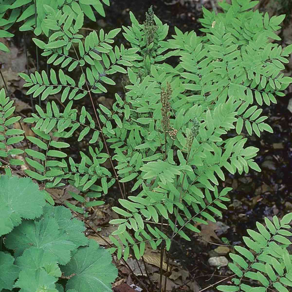 5 royal ferns