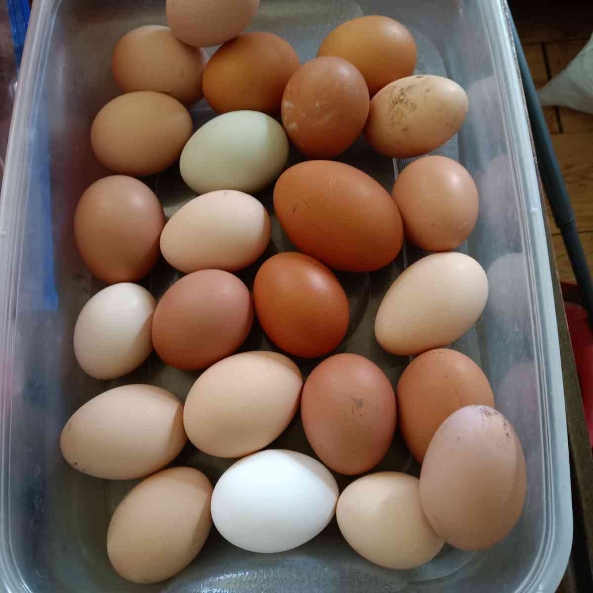 fresh eggs