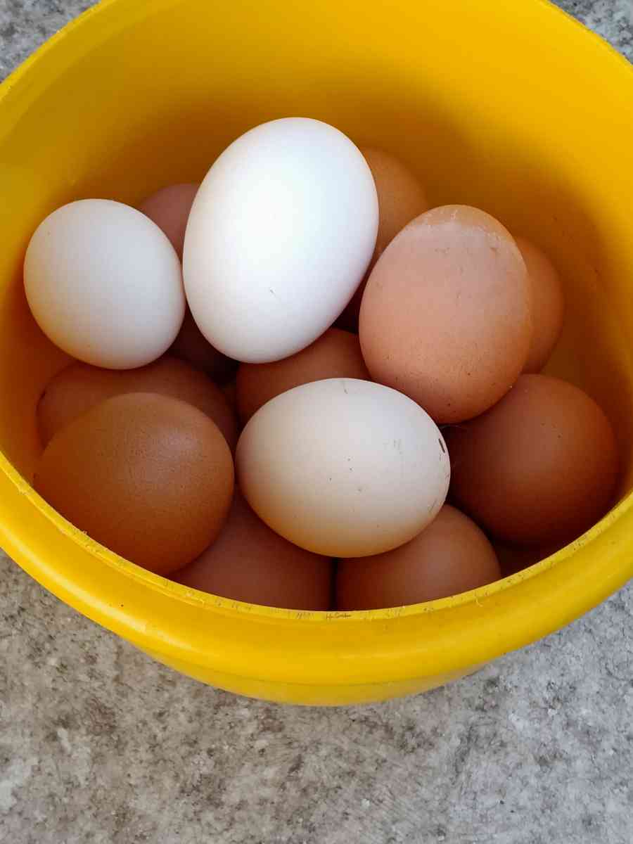 fresh eggs