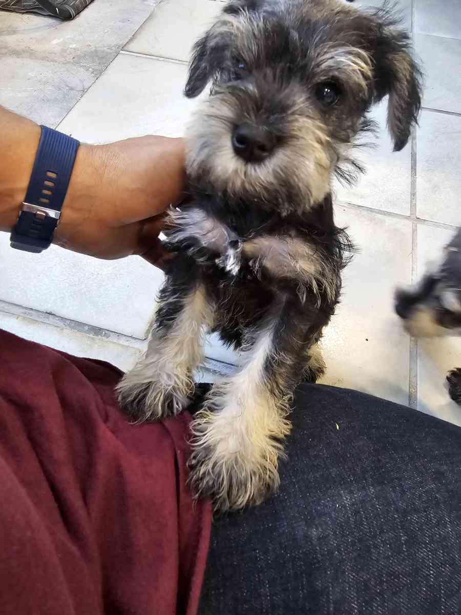 mini schnauzers