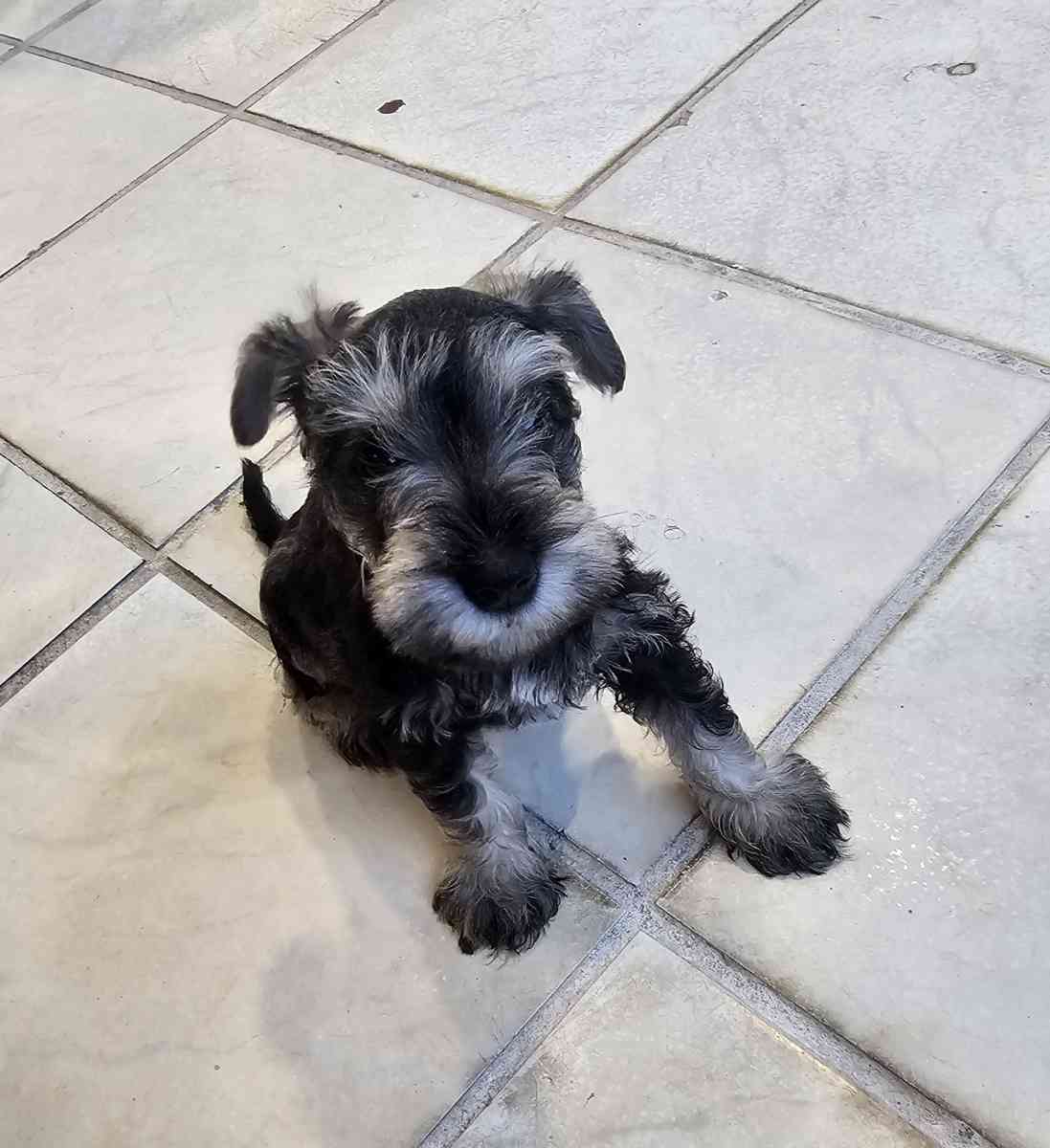 mini schnauzers
