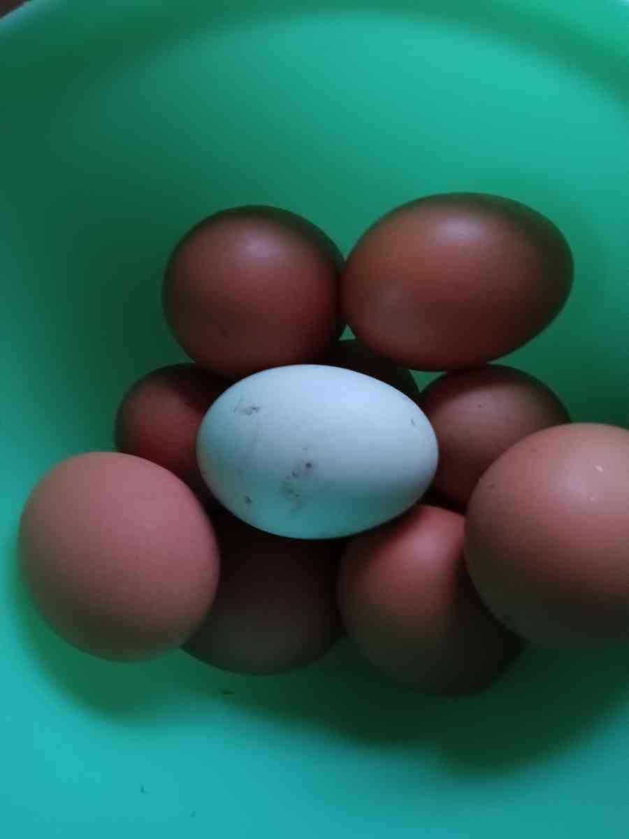 fresh eggs