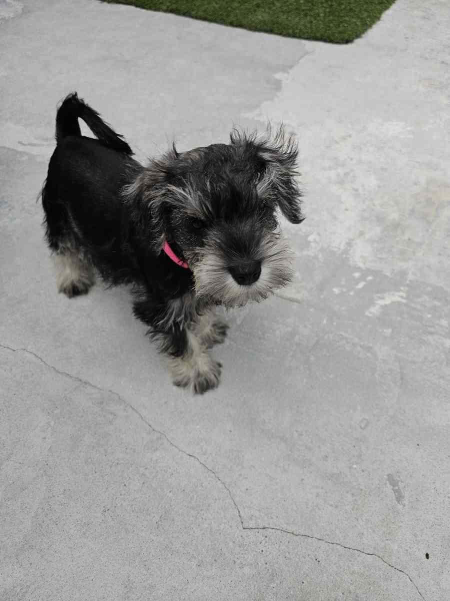 mini schnauzer