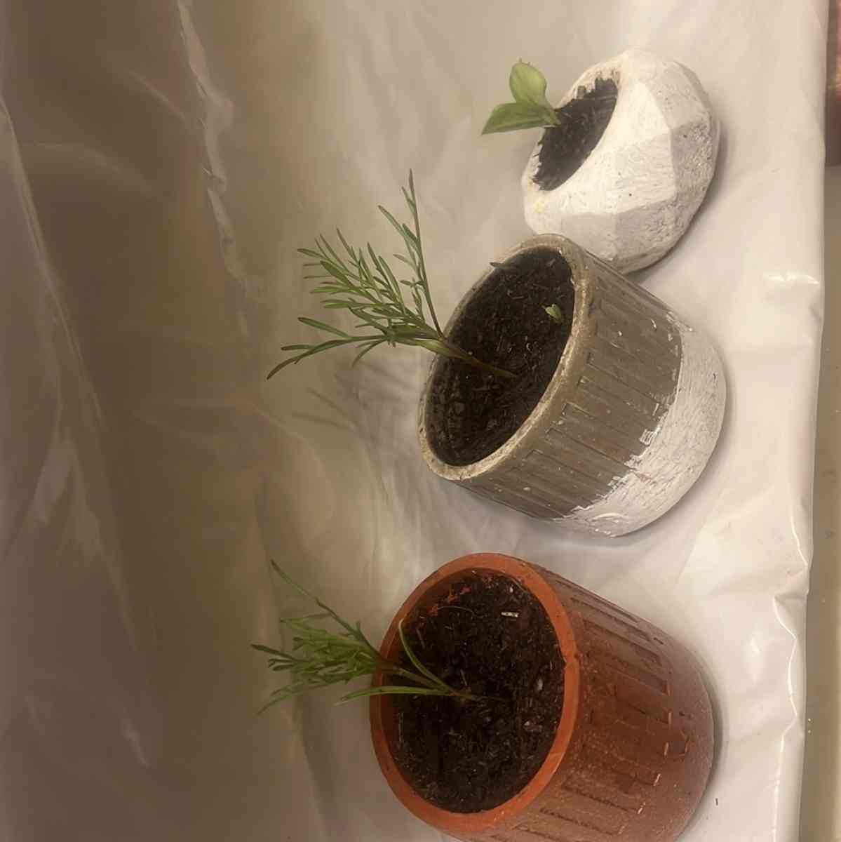 12 10 8 pots with a plant