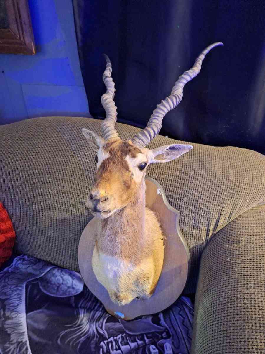 Wildlife Trophy Shoulder mount of BlackBuck