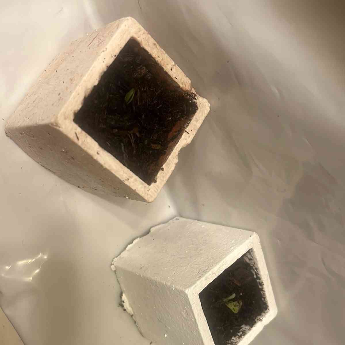 12 10 8  pots with plant