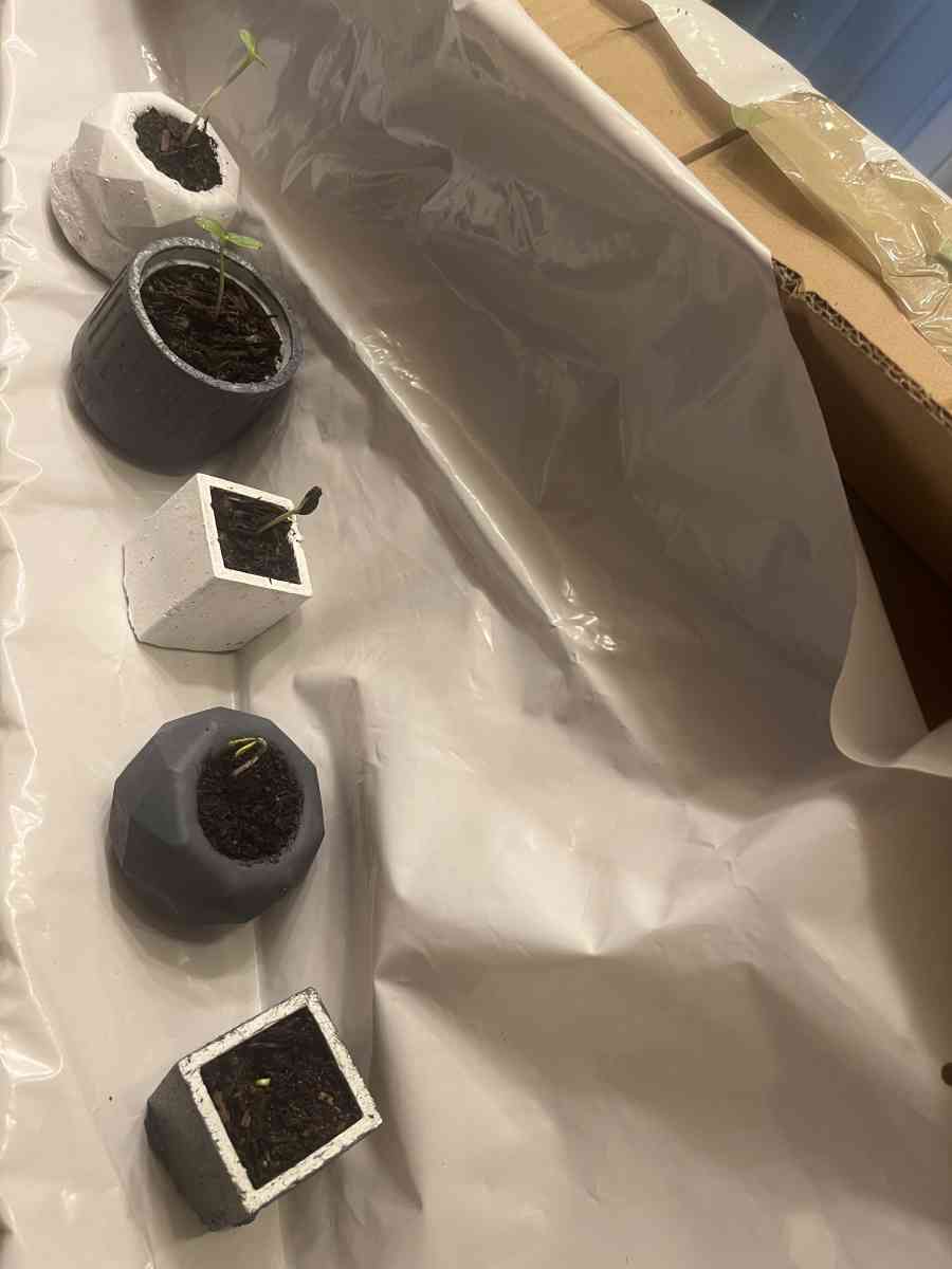 12 10 8 pots with a plant