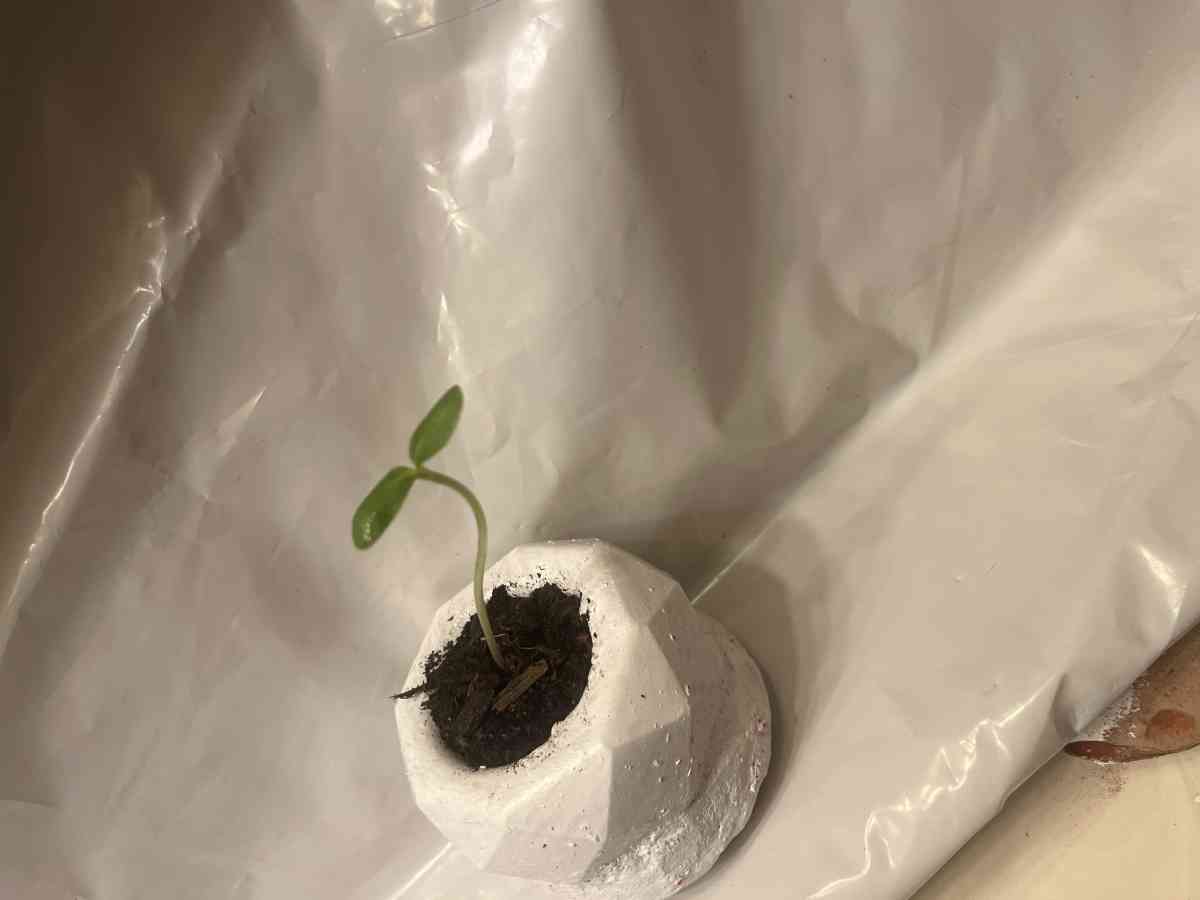 12 10 8 pots with a plant