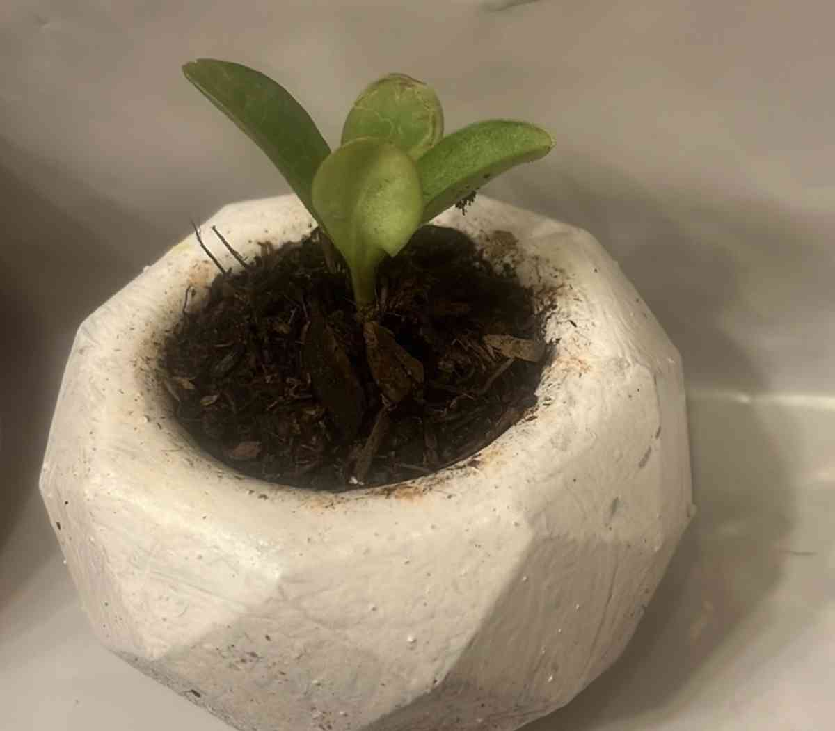 12 10 8  pots with plant