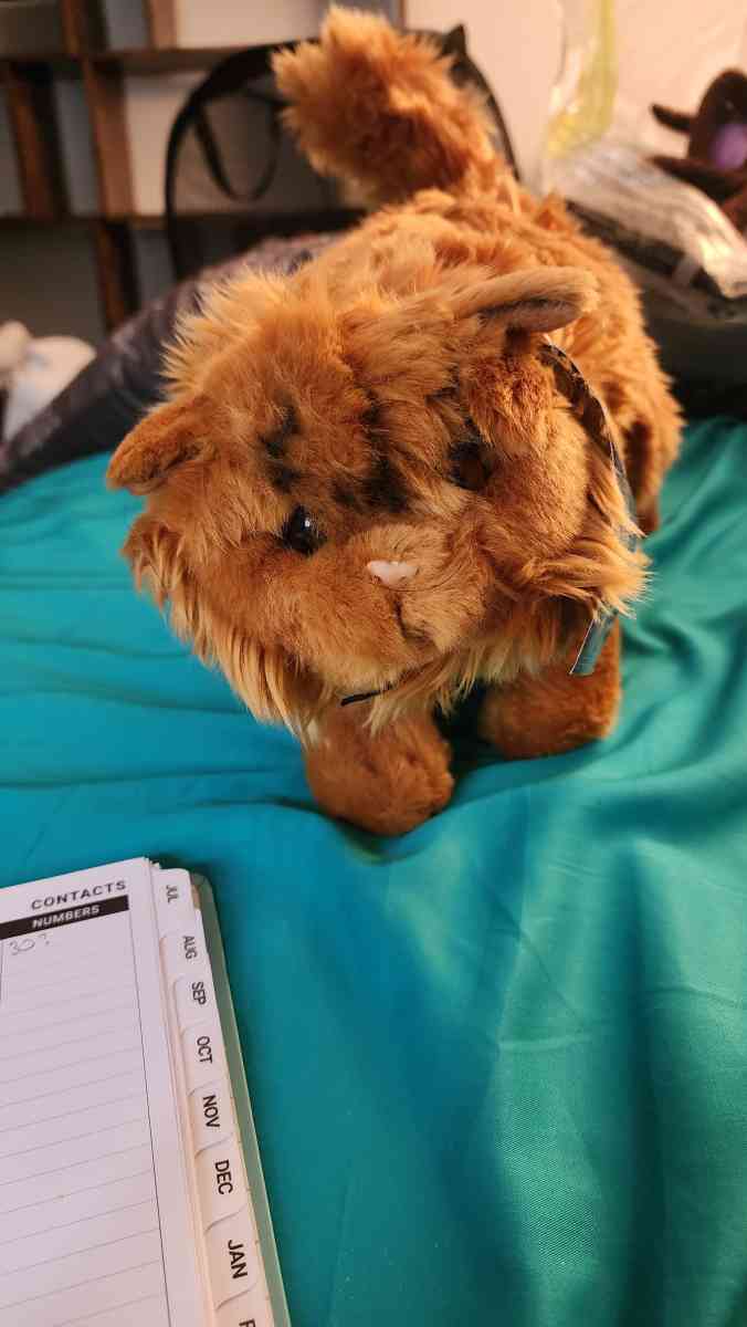 Official Wizarding World merch Crookshanks new with tags