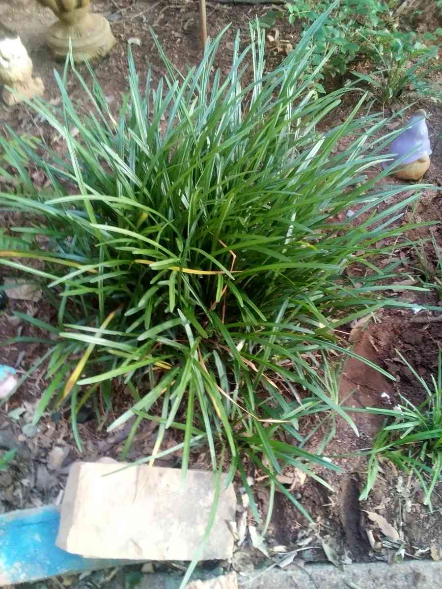 Virginia Climbing rose bushes irises and monkey grass