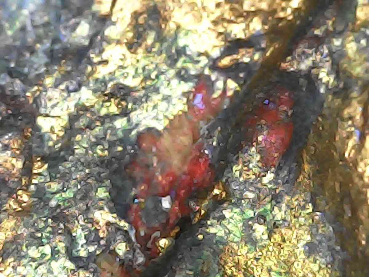 original art work by Daniel ELIAS OLMOS