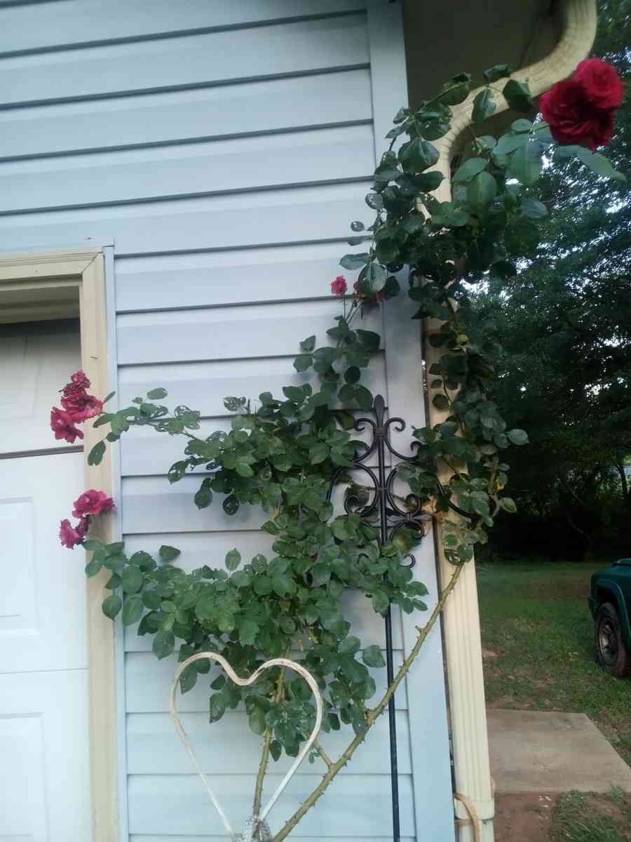 Virginia Climbing rose bushes irises and monkey grass