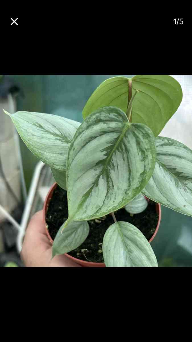 Beautiful House Plants and Succulent