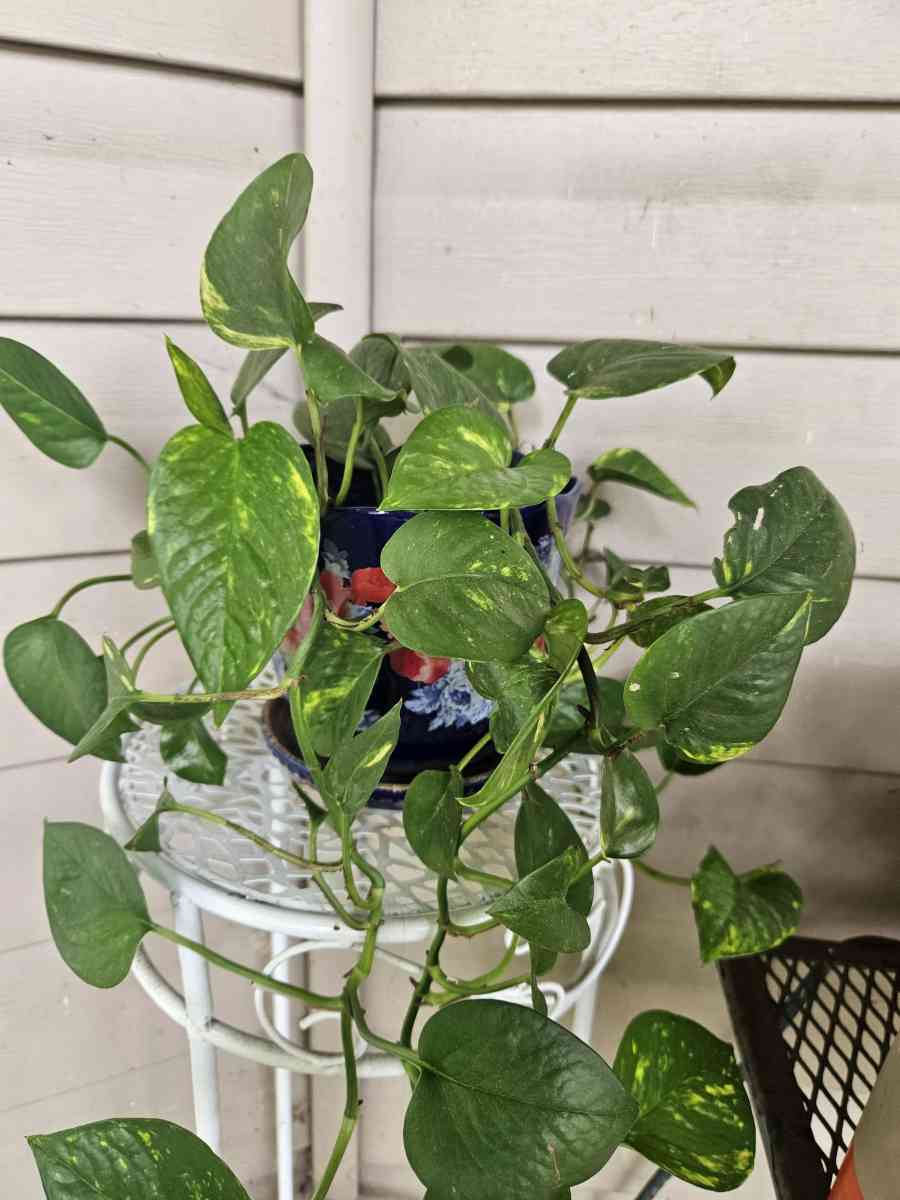 philodendron plants