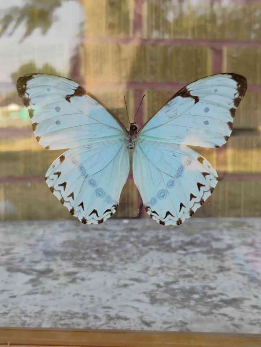 Real Butterfly