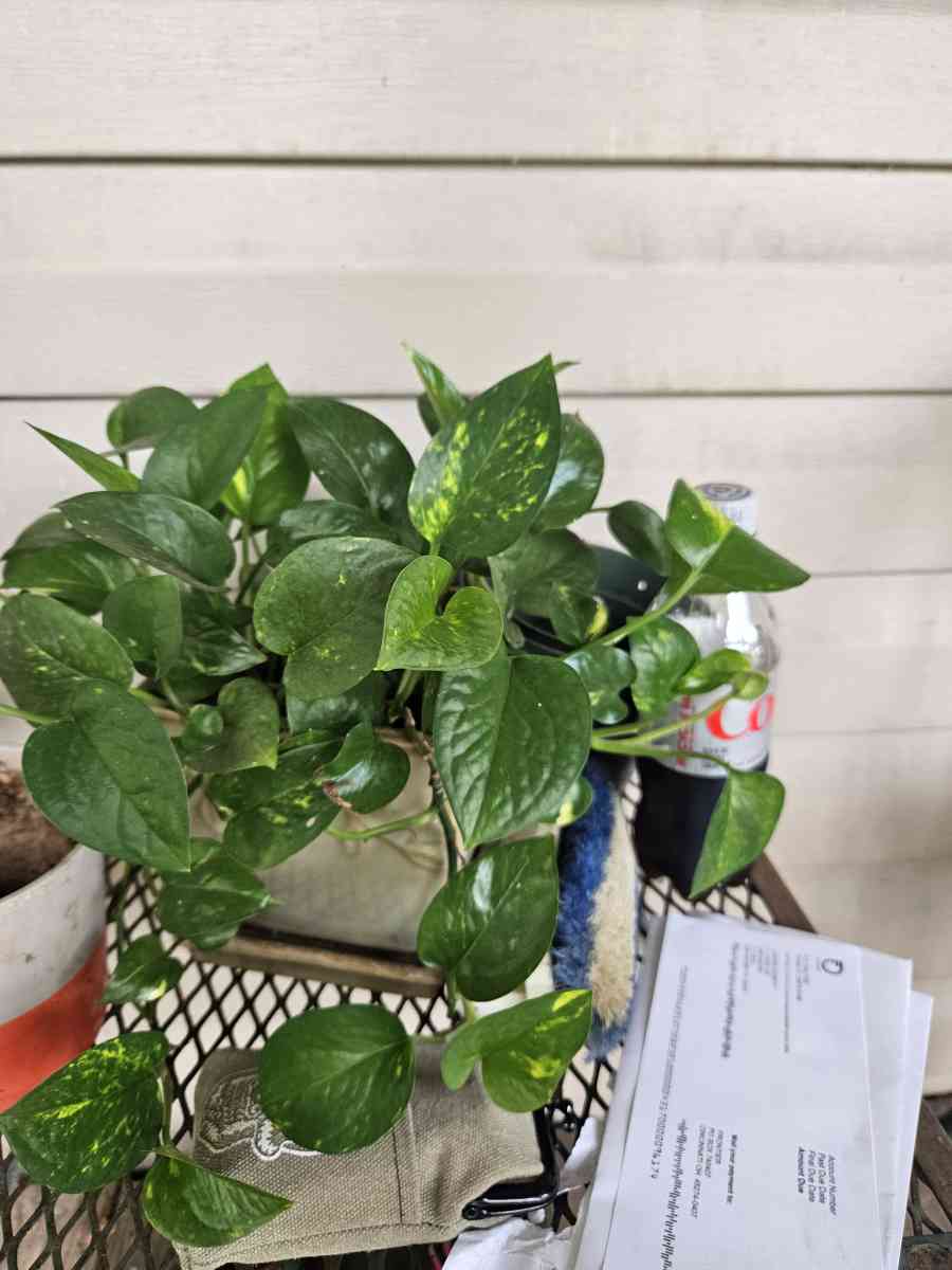 philodendron plants