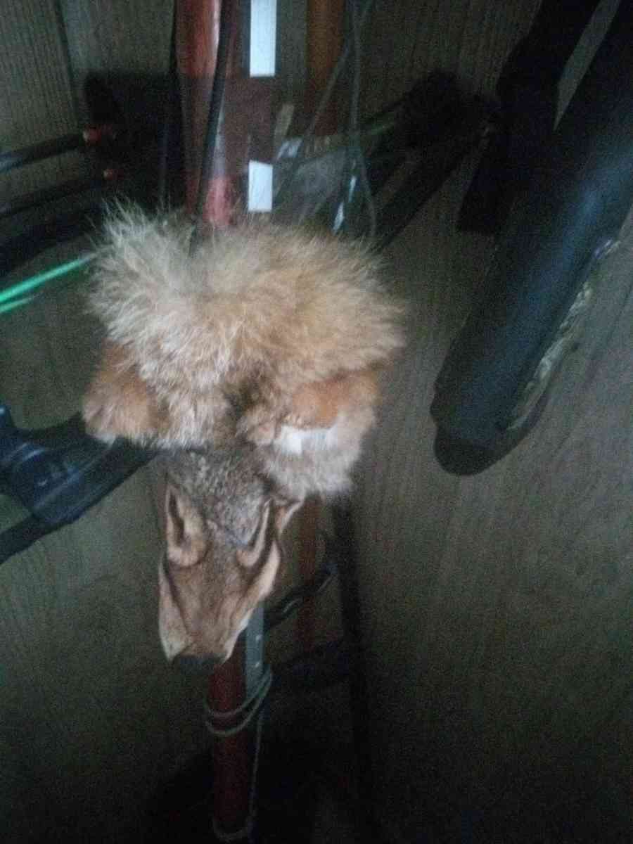 fox fur seen it on line 99 dollars