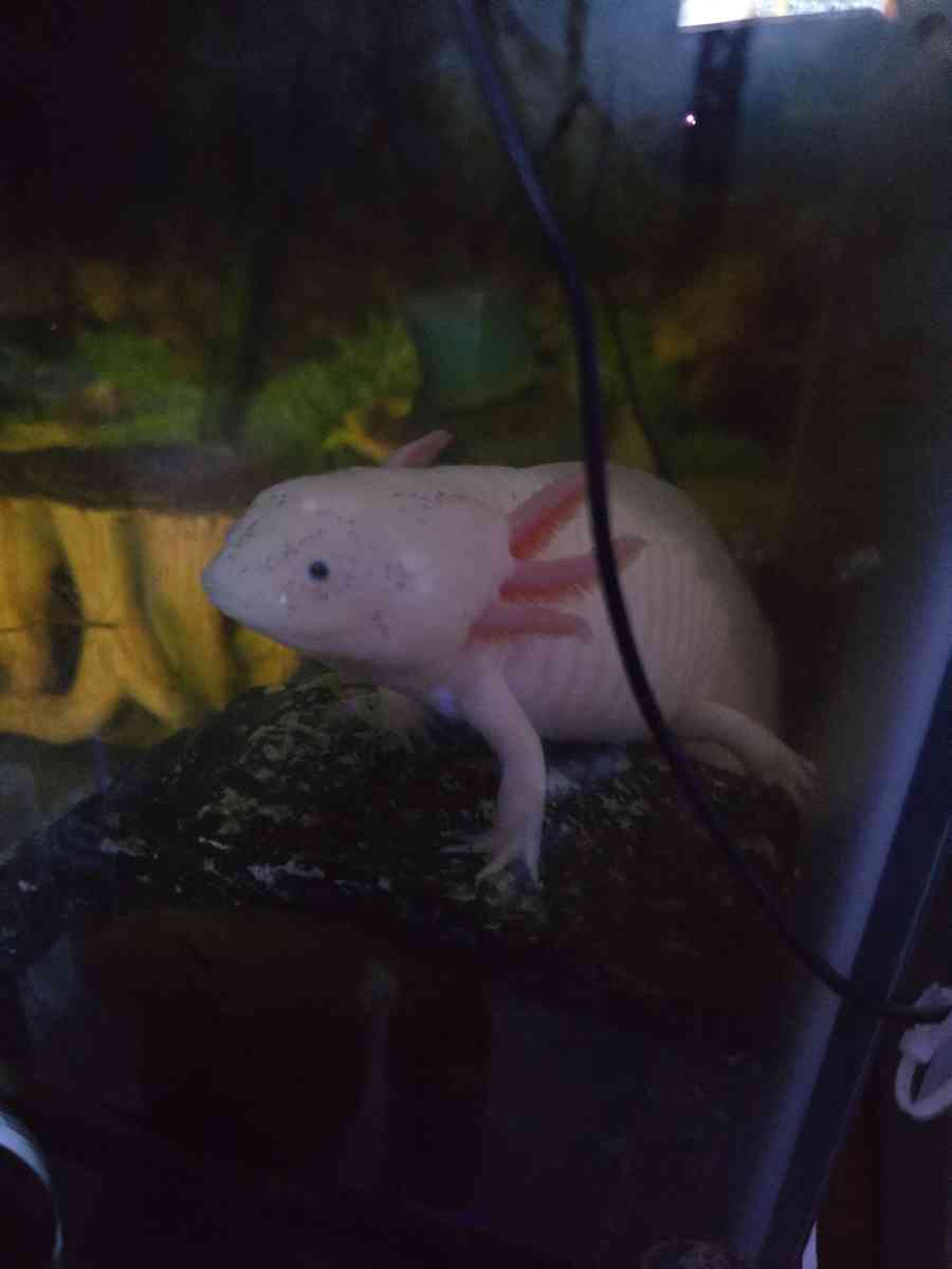 African cichlids convicts and blue polar parrots Tank care