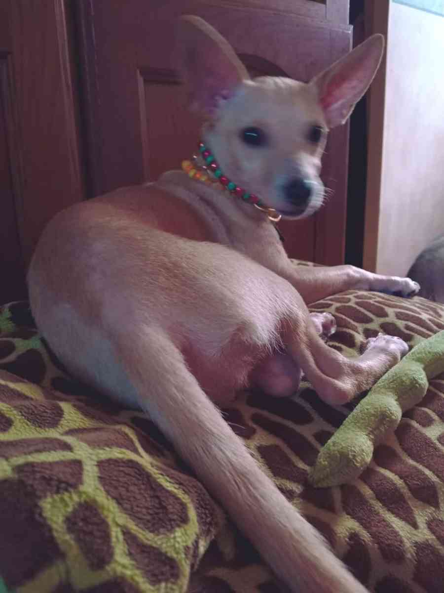 joyeria infinity tania