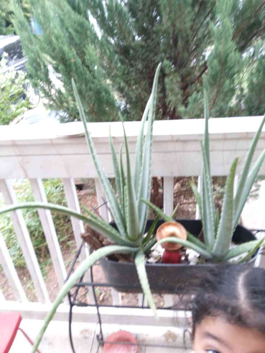 savilas   ruda romero DIFERENTE PRECIO