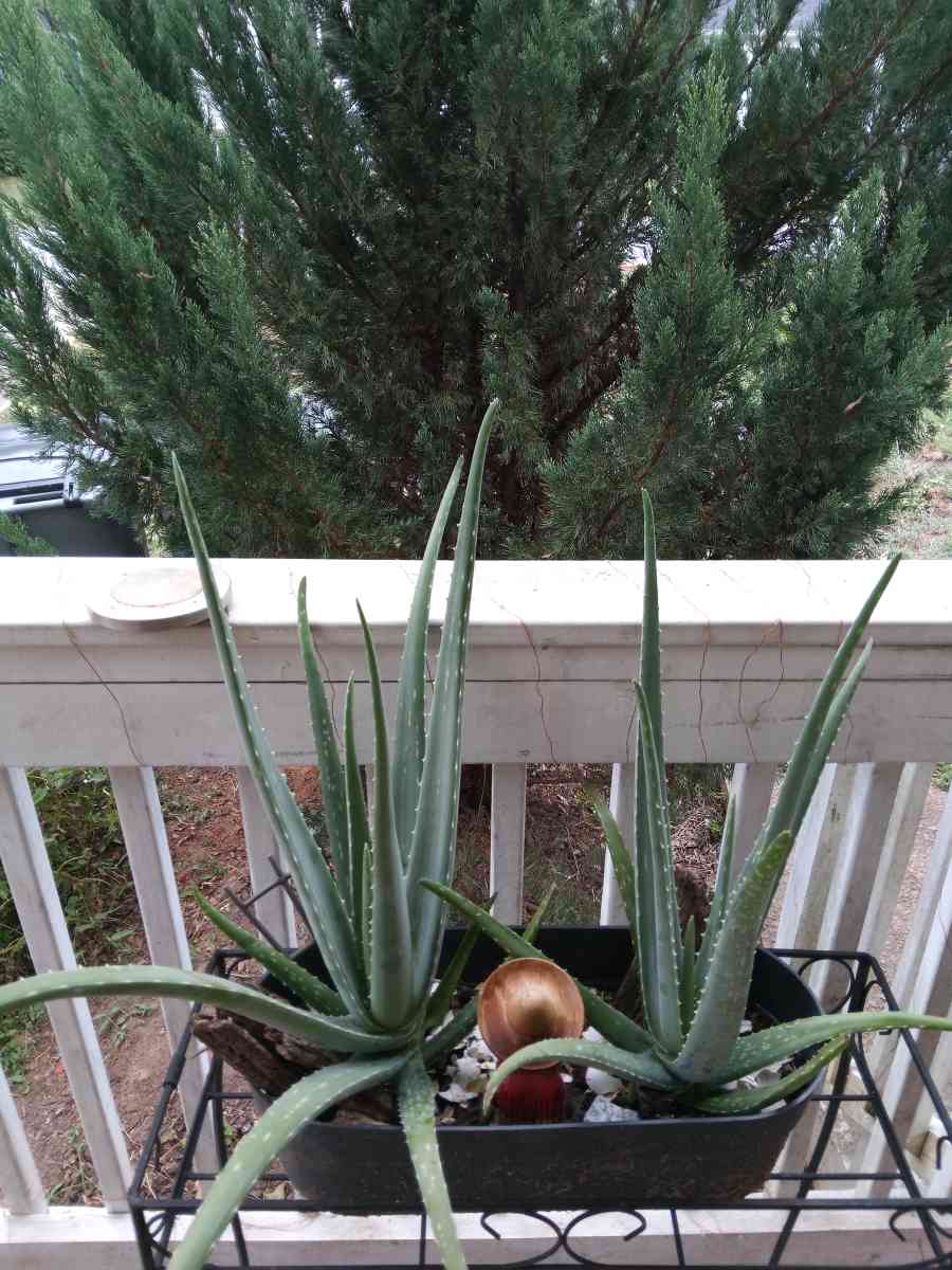 savilas   ruda romero DIFERENTE PRECIO