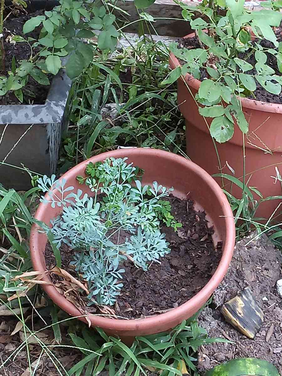 savilas   ruda romero DIFERENTE PRECIO