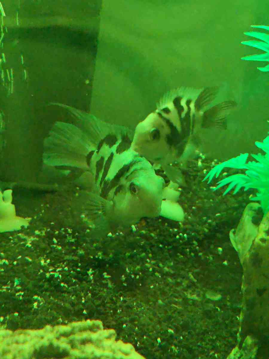 African cichlids convicts and blue polar parrots Tank care