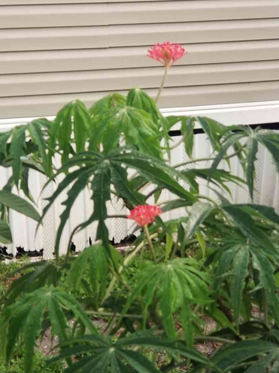 Coral Plants  Jatropa Mutifida