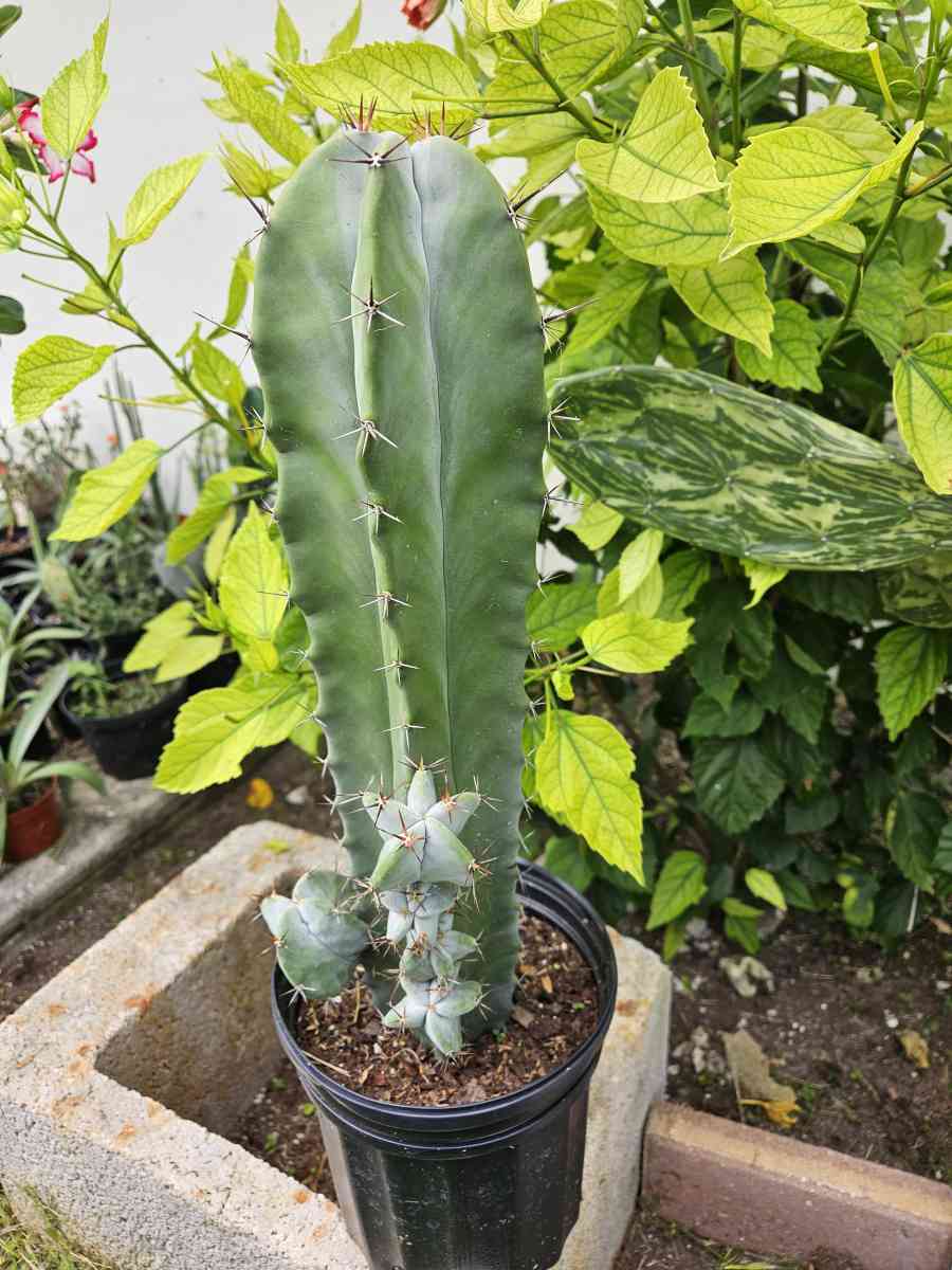 Gray Ghost Organ Pipe