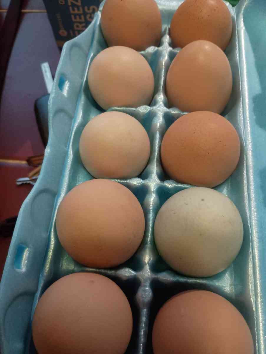 farm fresh brown eggs