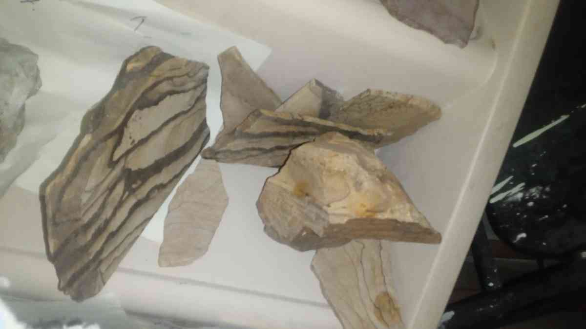 picture jasper beautiful elegant highly recommend