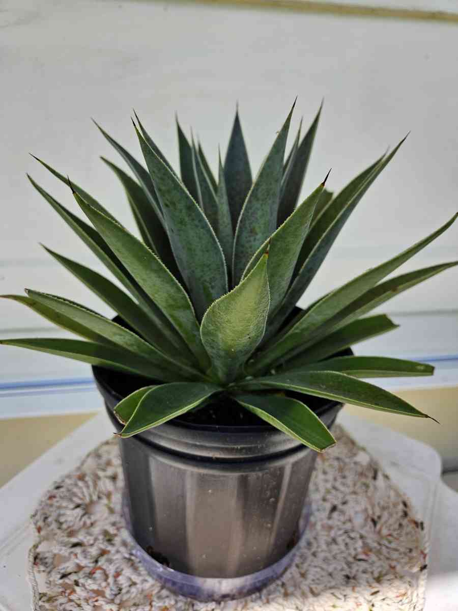 mangave lavender lady