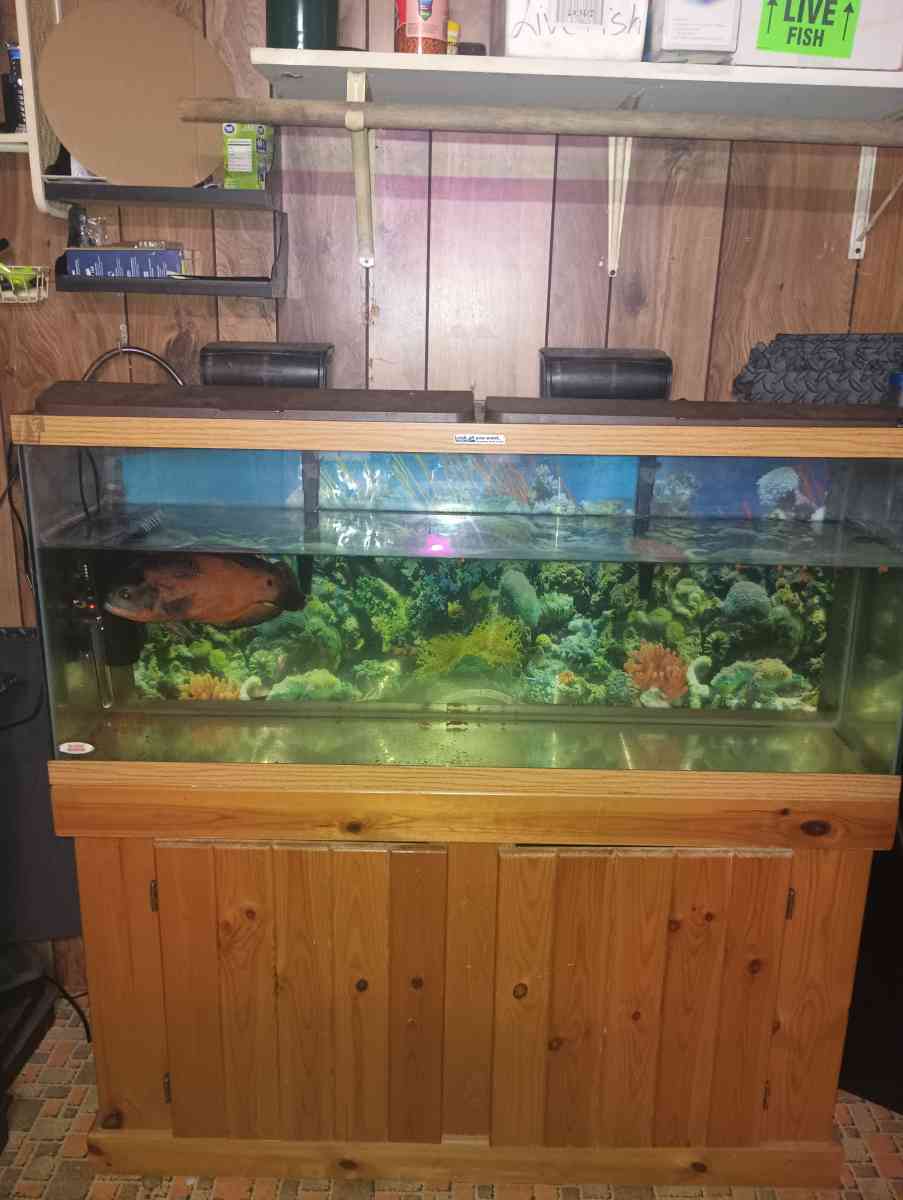 75 gallon fish tank with stand and fish