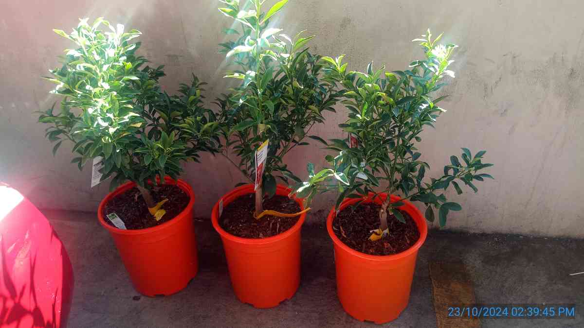 Nagami kumquat trees