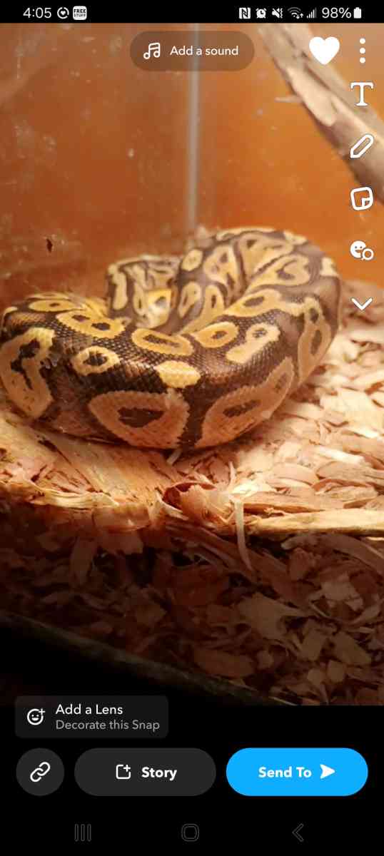 Aquarium and ball python