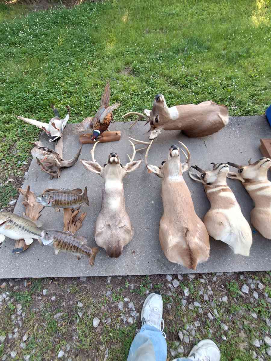 Deer mounts and others
