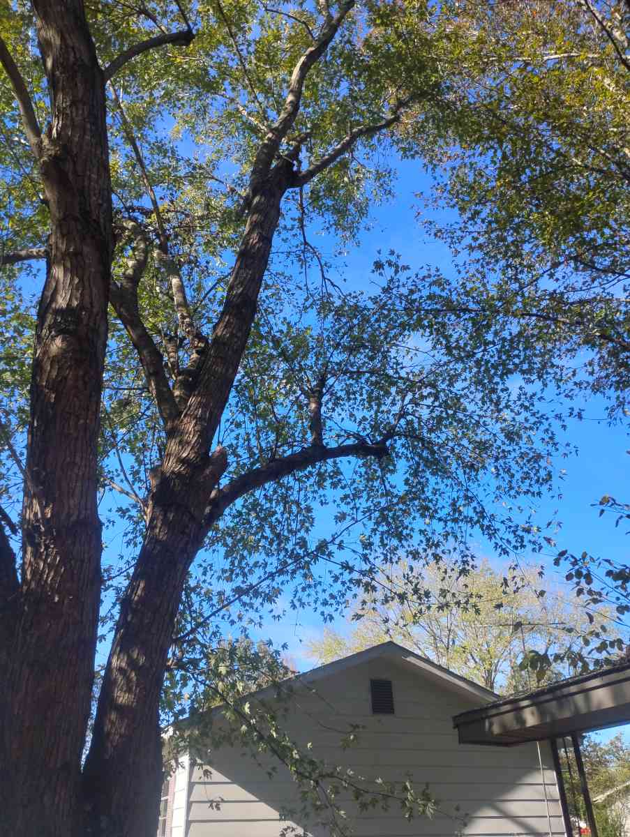 tree service  construction fire wood etc